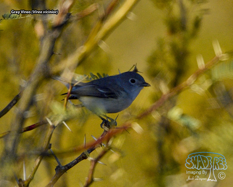 Gray Vireo - Vireo vicinior