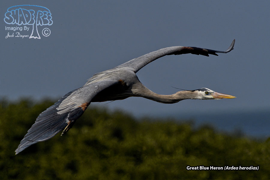 Great Blue Heron - Ardea herodias