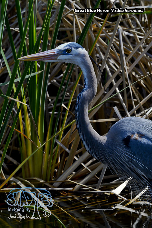 Great Blue Heron - Ardea herodias