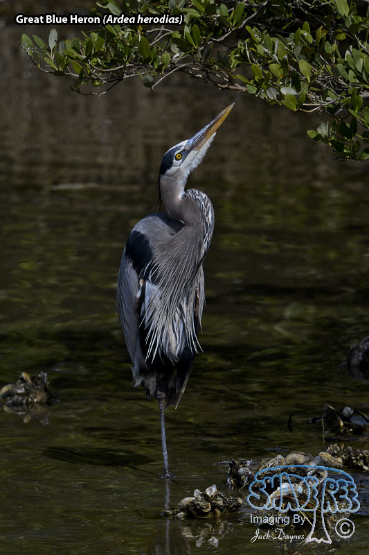 Great Blue Heron - Ardea herodias