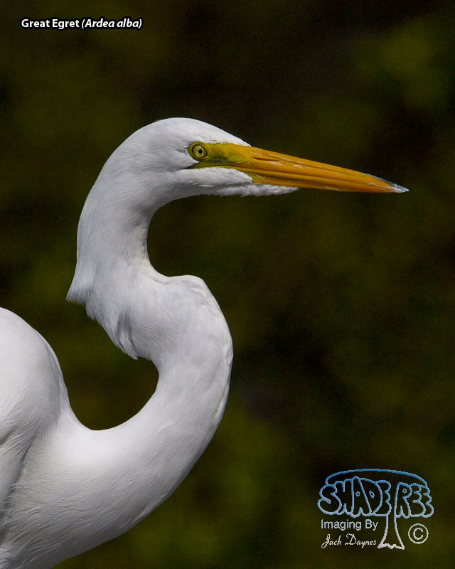 Great Egret - Ardea alba