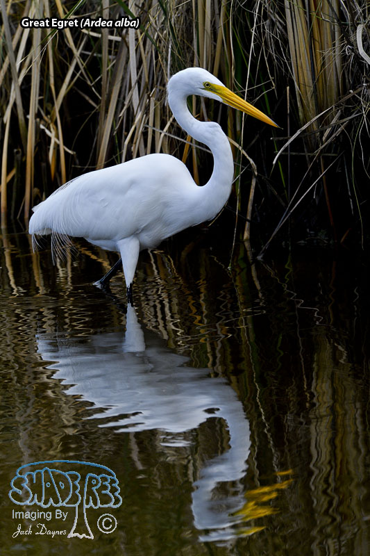 Great Egret - Ardea alba