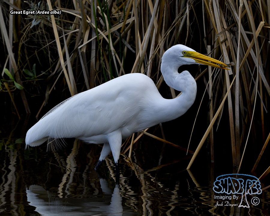 Great Egret - Ardea alba