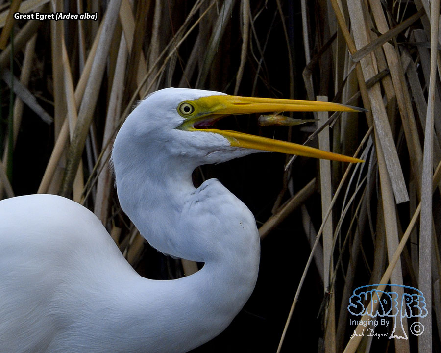Great Egret - Ardea alba