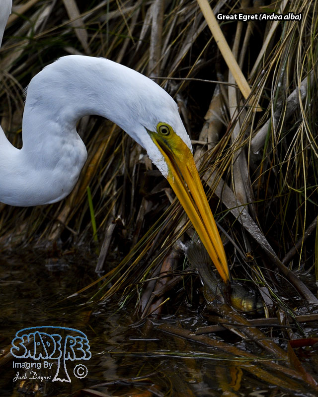 Great Egret - Ardea alba