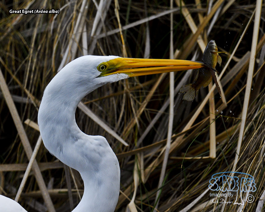 Great Egret - Ardea alba