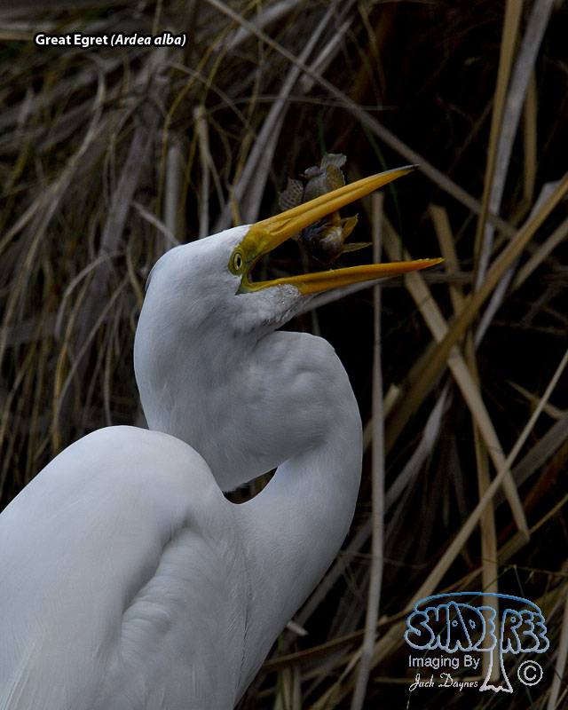 Great Egret - Ardea alba