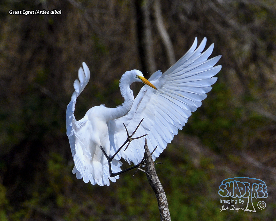Great Egret - Ardea alba