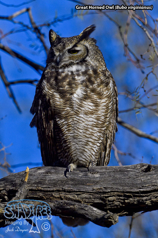 Great Horned Owl - Bubo virginianus