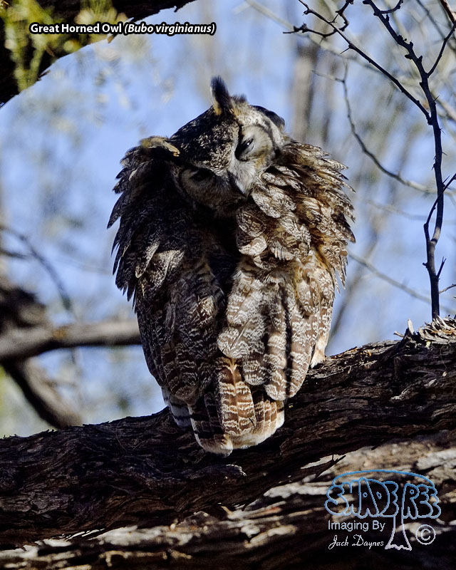 Great Horned Owl - Bubo virginianus