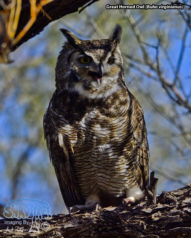 Great Horned Owl - Bubo virginianus