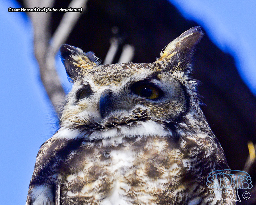 Great Horned Owl - Bubo virginianus