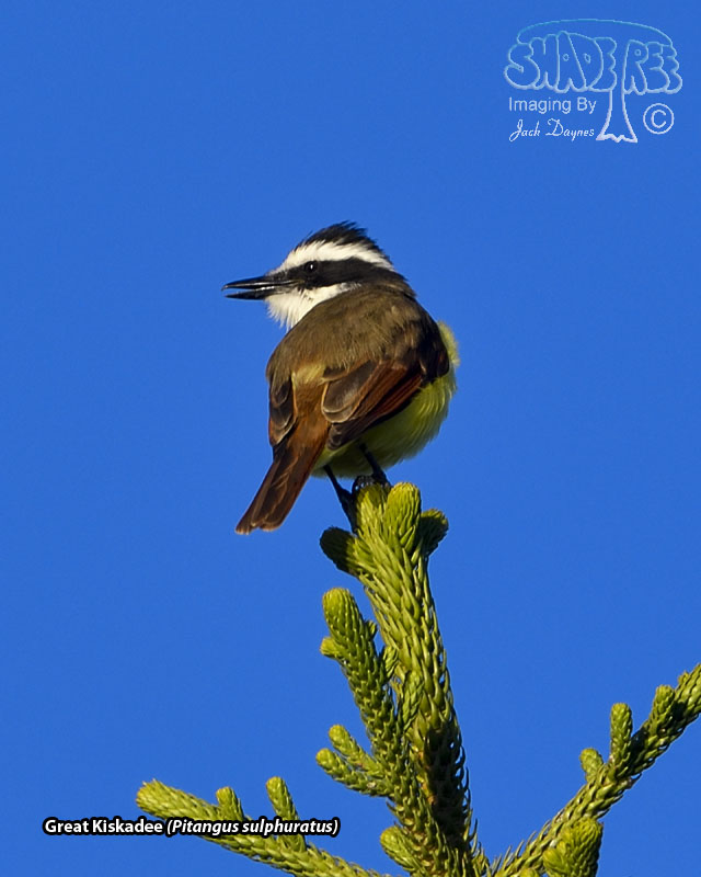 Great Kiskadee - Pitangus sulphuratus