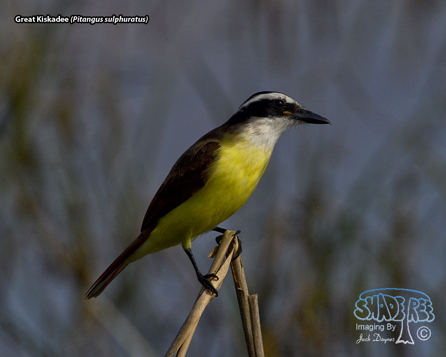Great Kiskadee - Pitangus sulphuratus