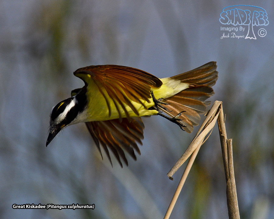 Great Kiskadee - Pitangus sulphuratus