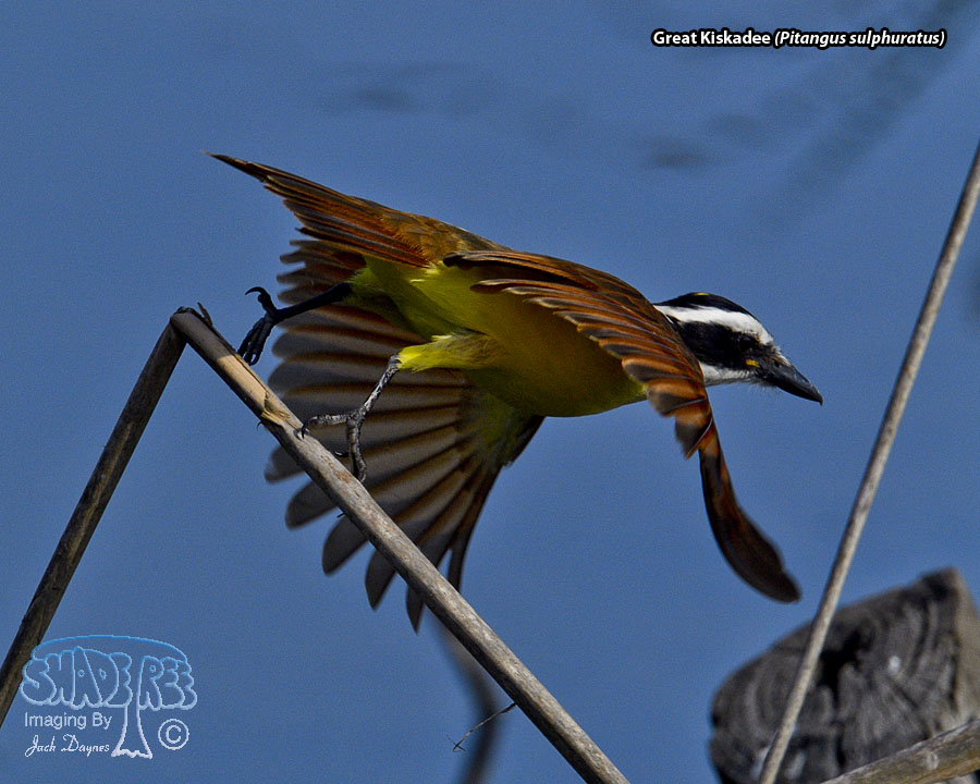 Great Kiskadee - Pitangus sulphuratus
