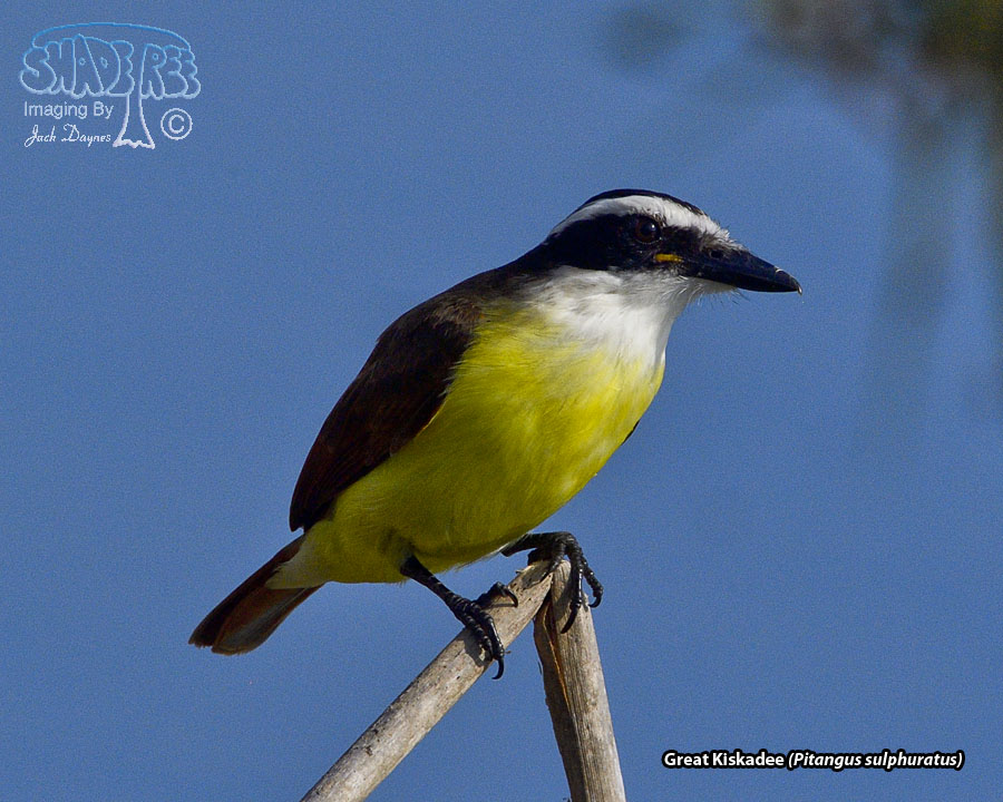 Great Kiskadee - Pitangus sulphuratus