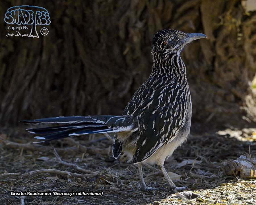 Greater Roadrunner - Geococcyx californianus