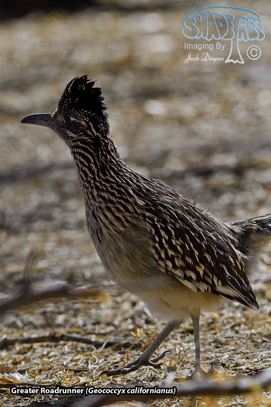 Greater Roadrunner - Geococcyx californianus