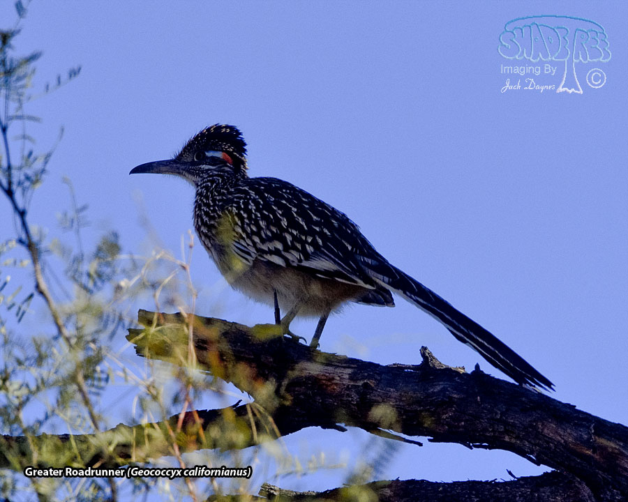 Greater Roadrunner - Geococcyx californianus