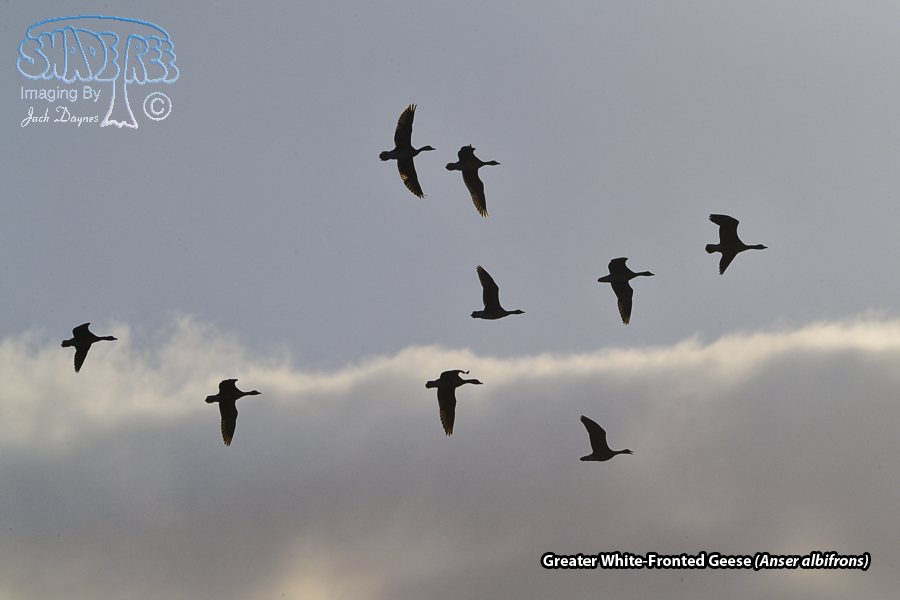 Greater White-Fronted Goose - Anser albifrons