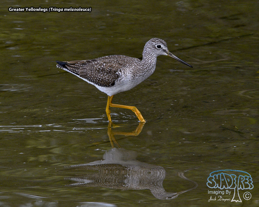 Greater Yellowlegs - Tringa melanoleuca