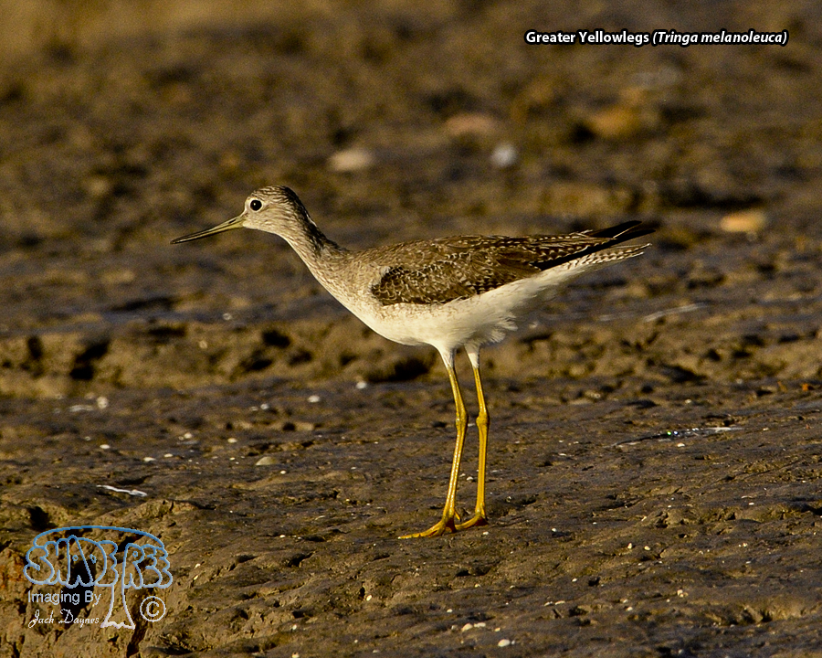 Greater Yellowlegs - Tringa melanoleuca