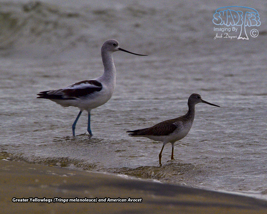 Greater Yellowlegs - Tringa melanoleuca