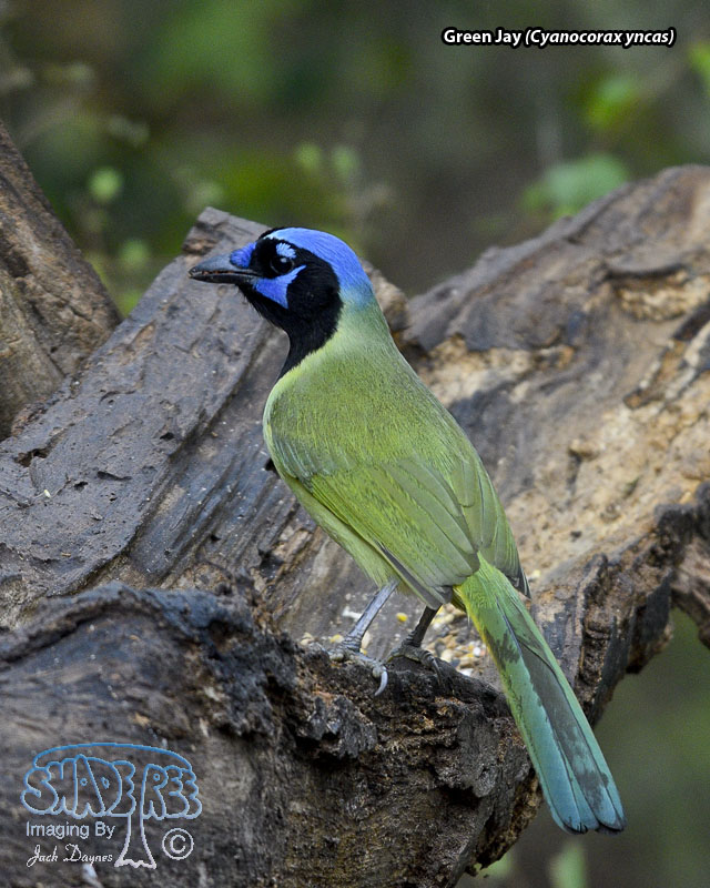 Green Jay - Cyanocorax yncas
