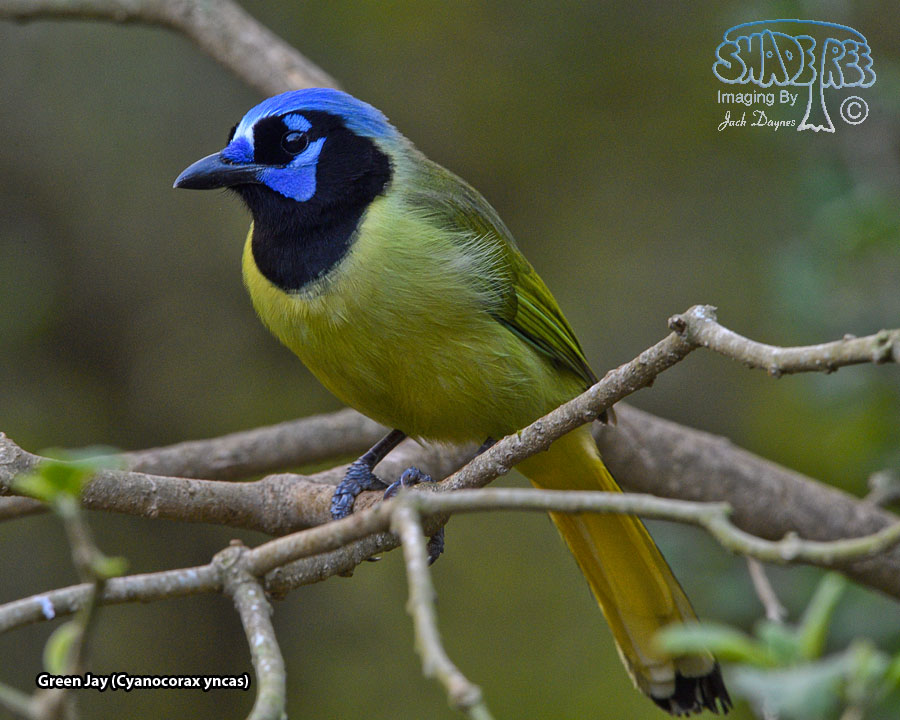 Green Jay - Cyanocorax yncas
