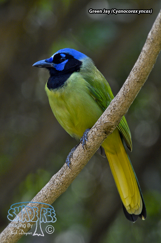 Green Jay - Cyanocorax yncas