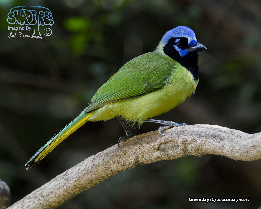 Green Jay - Cyanocorax yncas
