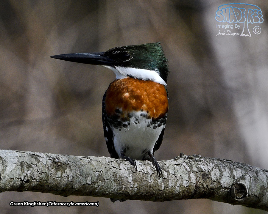 Green Kingfisher - Chloroceryle americana