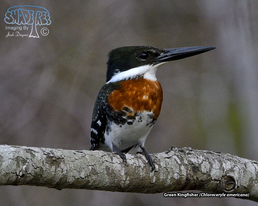 Green Kingfisher - Chloroceryle americana