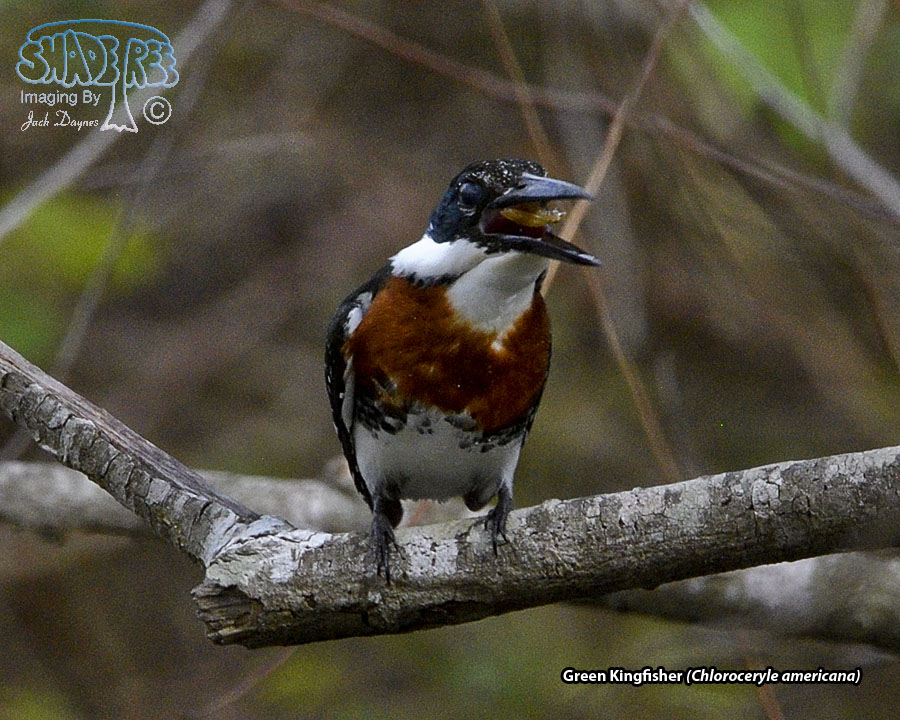 Green Kingfisher - Chloroceryle americana