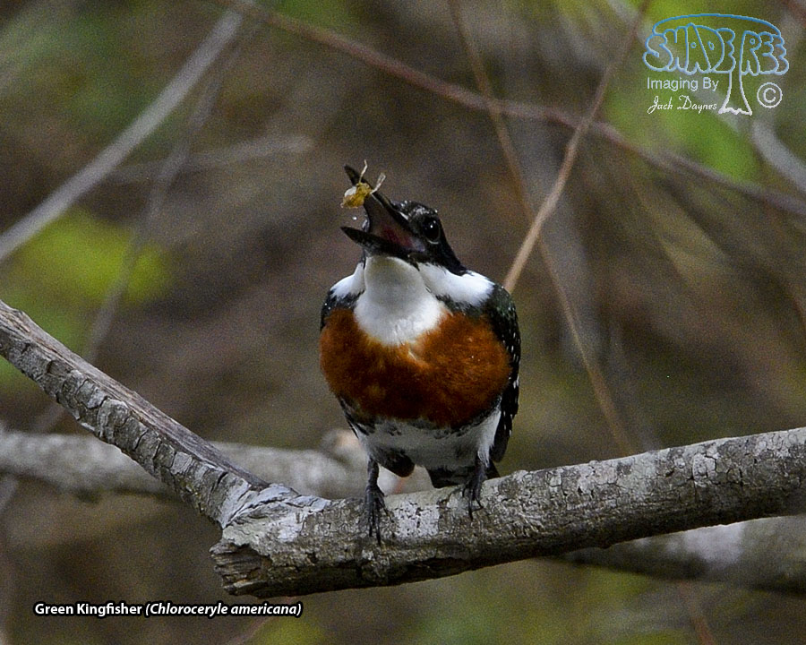 Green Kingfisher - Chloroceryle americana