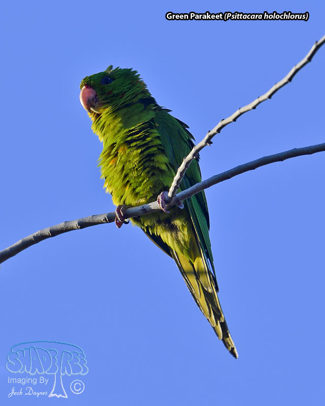 Green Parakeet - Psittacara holochlorus