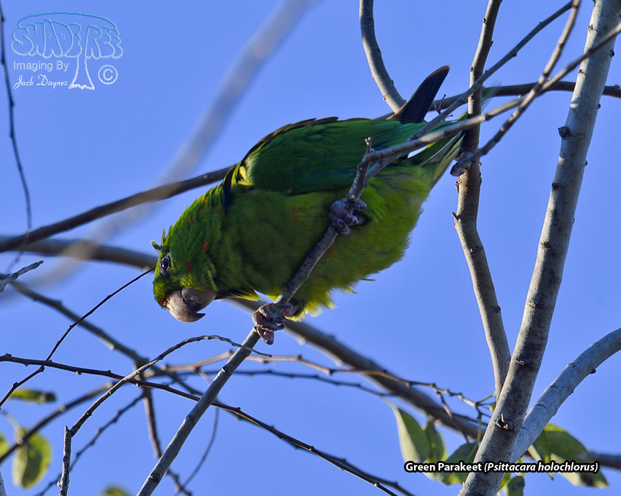Green Parakeet - Psittacara holochlorus
