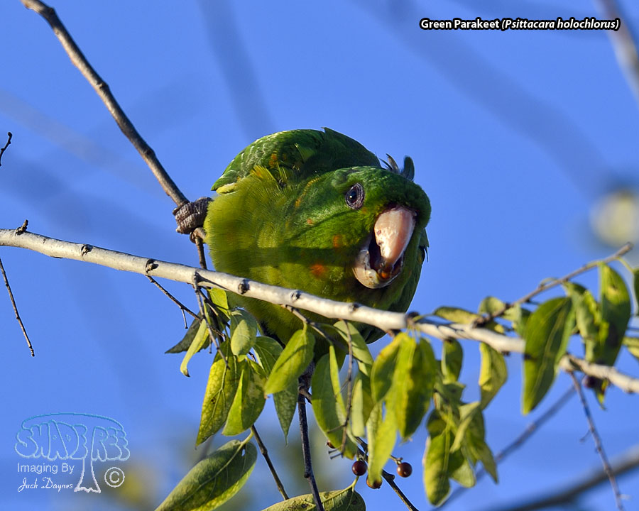 Green Parakeet - Psittacara holochlorus
