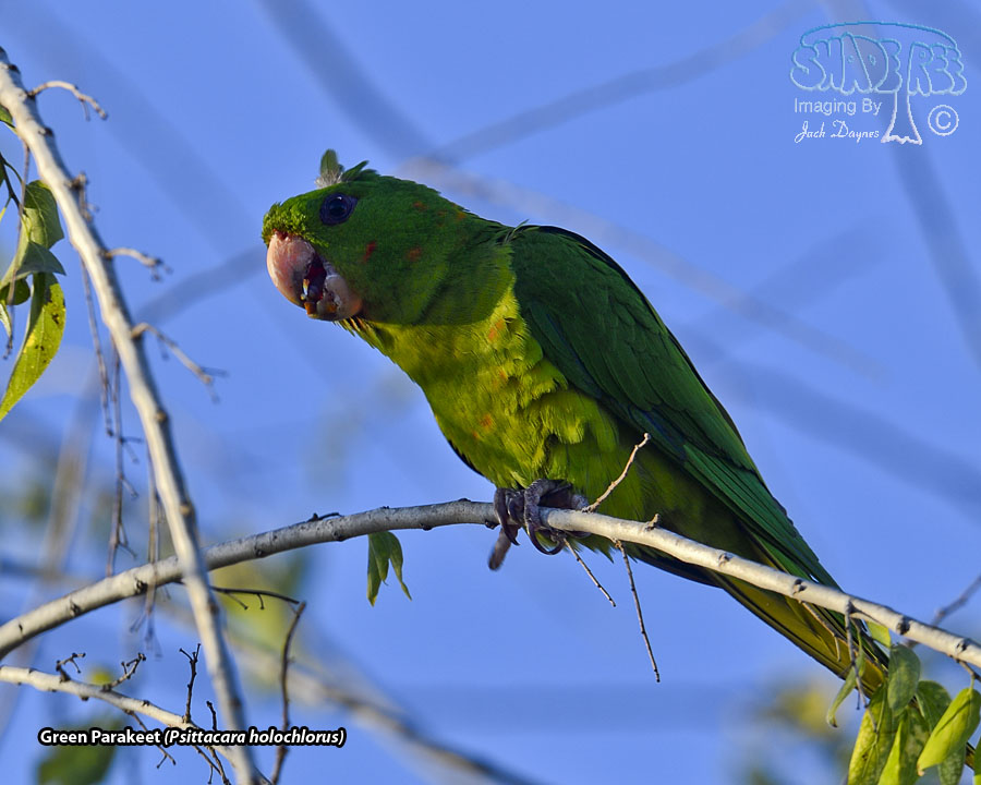 Green Parakeet - Psittacara holochlorus