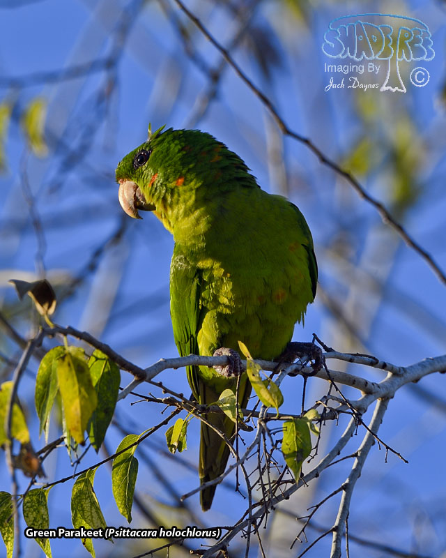 Green Parakeet - Psittacara holochlorus