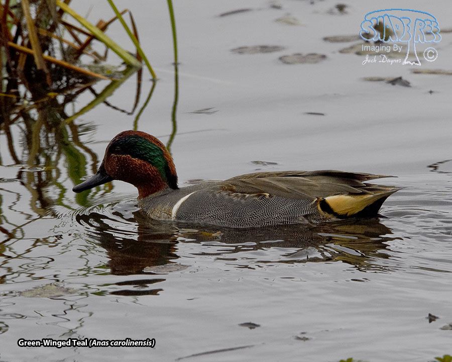 Green-Winged Teal - Anas carolinensis