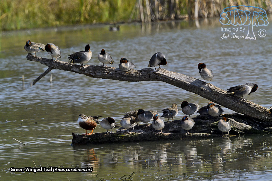Green-Winged Teal - Anas carolinensis