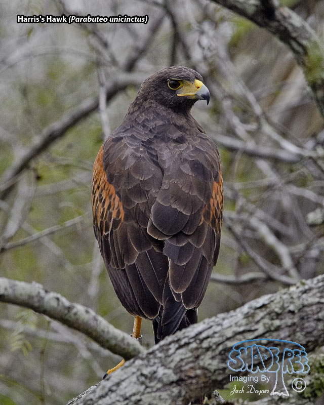 Harris's Hawk - Parabuteo unicinctus