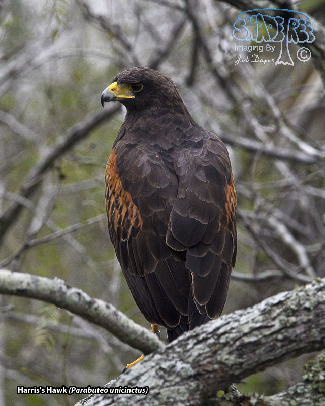 Harris's Hawk - Parabuteo unicinctus