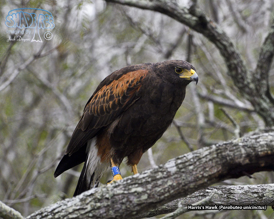 Harris's Hawk - Parabuteo unicinctus