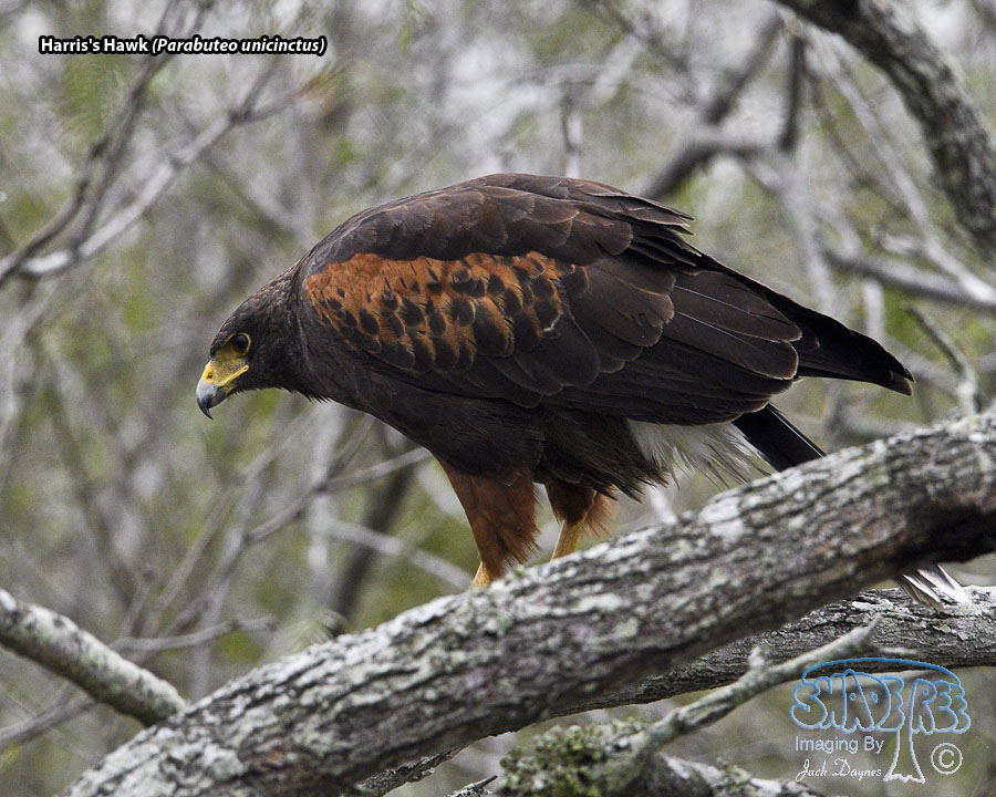 Harris's Hawk - Parabuteo unicinctus