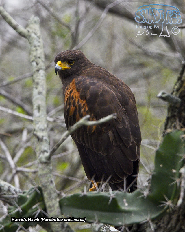 Harris's Hawk - Parabuteo unicinctus
