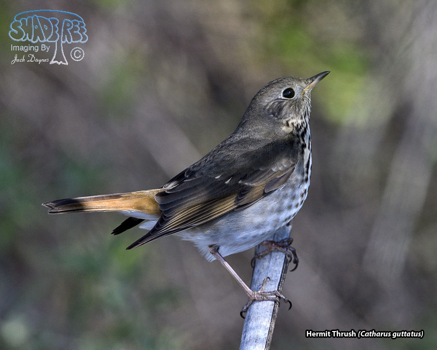 Hermit Thrush - Catharus guttatus