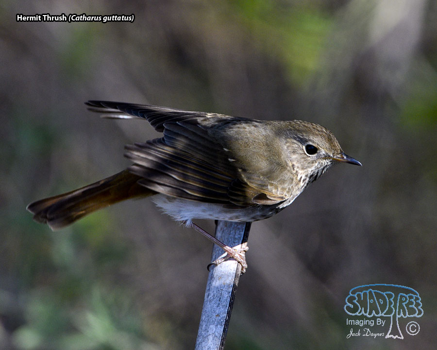 Hermit Thrush - Catharus guttatus